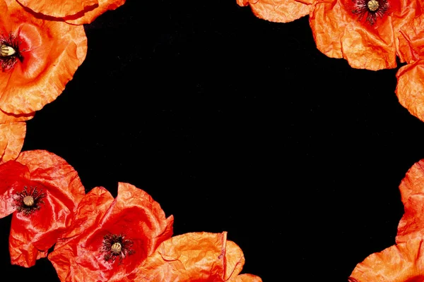 Eine Sammlung Roter Mohnblumen — Stockfoto