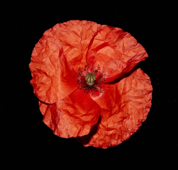 Une Collection Coquelicots Rouges — Photo