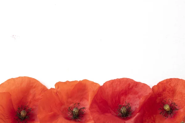 Eine Sammlung Roter Mohnblumen — Stockfoto