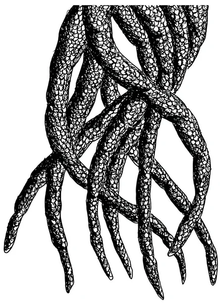 Kalem mürekkep vektör ahtapot canavar Tentacles el çekilmiş