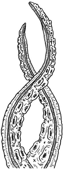 Tentacoli Del Mostro Del Polpo Del Vettore Dell Inchiostro Della — Vettoriale Stock