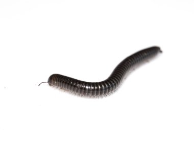 Küçük kırkayak böcek böcek beyaz arka plan üzerinde