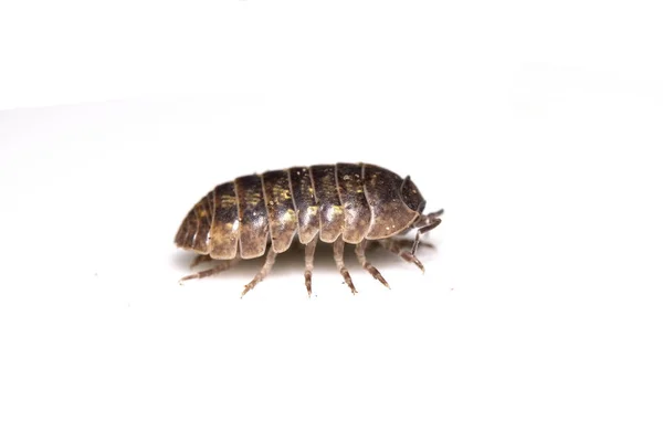 Woodlouse Ξύλο Ψείρα Μαλακόστρακο Λευκό Φόντο — Φωτογραφία Αρχείου