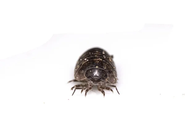 ワラジムシ亜目木シラミ甲殻類ホワイト バック グラウンド — ストック写真