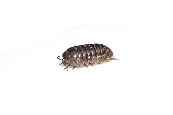 Woodlouse Dřevo Veš Korýš Bílém Pozadí — Stock fotografie