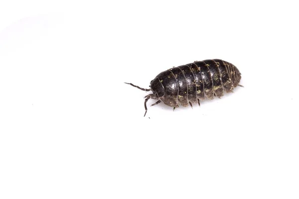 Woodlouse Ξύλο Ψείρα Μαλακόστρακο Λευκό Φόντο — Φωτογραφία Αρχείου