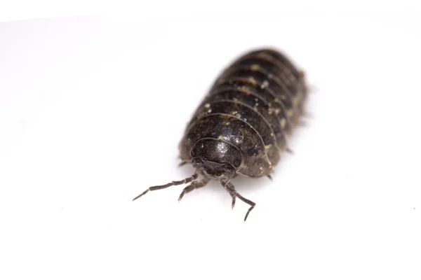 Woodlouse Ξύλο Ψείρα Μαλακόστρακο Λευκό Φόντο — Φωτογραφία Αρχείου