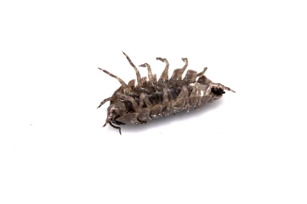 Woodlouse 나무가 갑각류에 — 스톡 사진