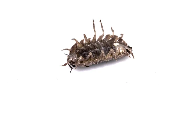 Woodlouse Ξύλο Ψείρα Μαλακόστρακο Λευκό Φόντο — Φωτογραφία Αρχείου