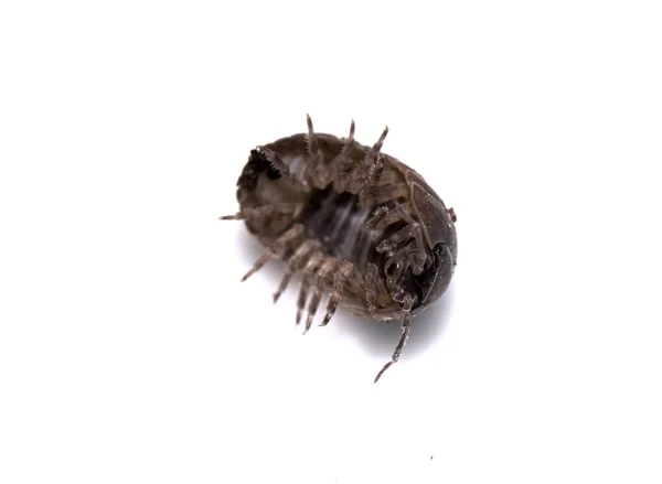 Woodlouse Ξύλο Ψείρα Μαλακόστρακο Λευκό Φόντο — Φωτογραφία Αρχείου