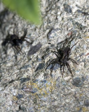 Benekli bir kurt örümcek beyaz arka plan üzerinde kapat