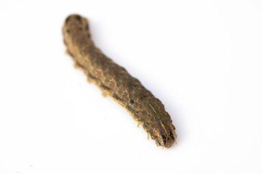 Kelebek ya da güve Brown Caterpillar beyaz arka plan üzerine kapatın