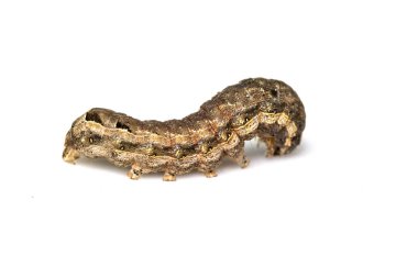 Kelebek ya da güve Brown Caterpillar beyaz arka plan üzerine kapatın