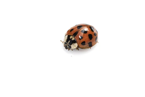 Gros Plan Une Coccinelle Coccinelle Sur Fond Blanc — Photo