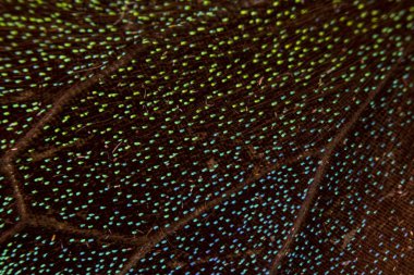 Bir Kelebek Kanadının Yakın Çekim Makrosu 