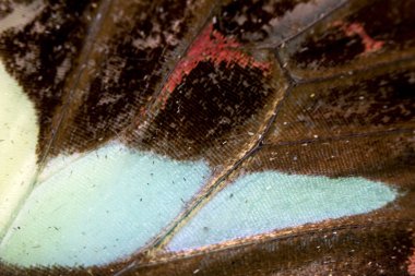 Bir Kelebek Kanadının Yakın Çekim Makrosu 