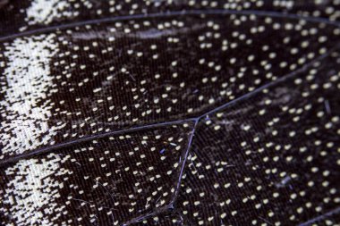 Bir Kelebek Kanadının Yakın Çekim Makrosu 