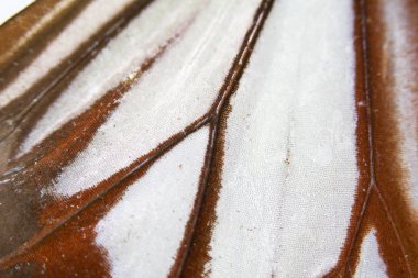 Bir Kelebek Kanadının Yakın Çekim Makrosu 