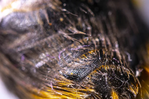 Dode Honing Bumble Bee Bont Macro Close — Stockfoto