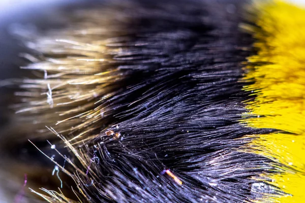 Martwe Miód Bumble Bee Fur Makro Zbliżenie — Zdjęcie stockowe