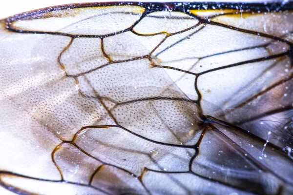 Крупним Планом Бджолине Крило Комах Білому Тлі — стокове фото