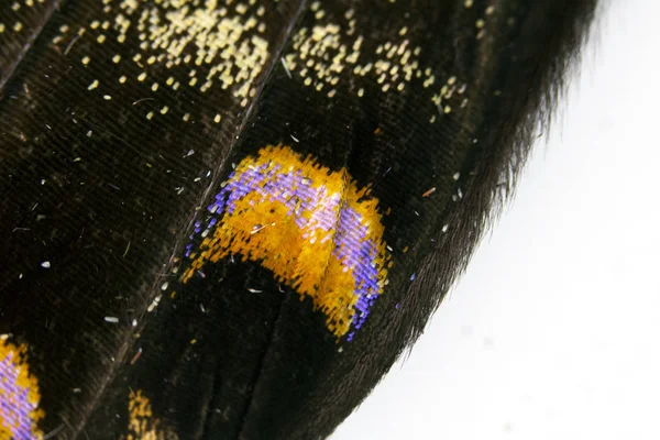 Close Macro Van Een Vlinder Vleugel — Stockfoto