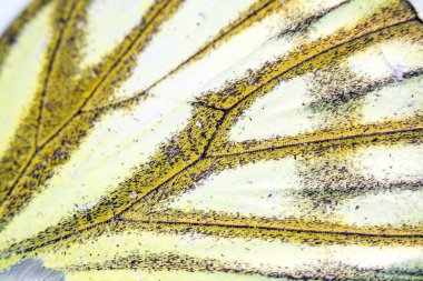 Bir Kelebek Kanadının Yakın Çekim Makrosu 