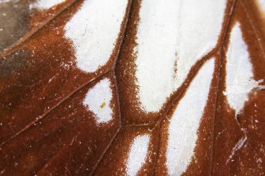 Bir Kelebek Kanadının Yakın Çekim Makrosu 