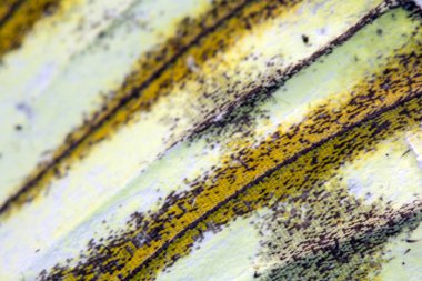 Bir Kelebek Kanadının Yakın Çekim Makrosu 