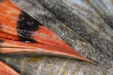 Bir Kelebek Kanadının Yakın Çekim Makrosu 