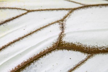 Bir Kelebek Kanadının Yakın Çekim Makrosu 