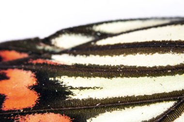 Bir Kelebek Kanadının Yakın Çekim Makrosu 