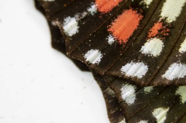 Bir Kelebek Kanadının Yakın Çekim Makrosu 