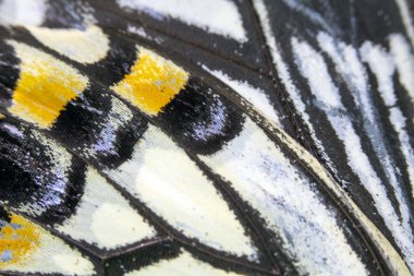 Bir Kelebek Kanadının Yakın Çekim Makrosu 