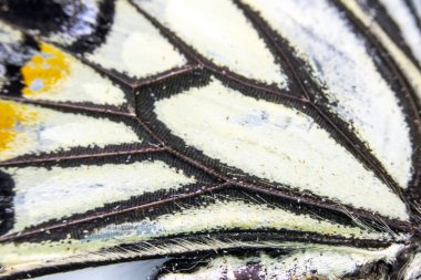 Bir Kelebek Kanadının Yakın Çekim Makrosu 