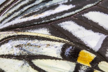 Bir Kelebek Kanadının Yakın Çekim Makrosu 