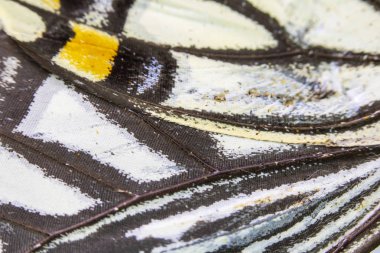 Bir Kelebek Kanadının Yakın Çekim Makrosu 