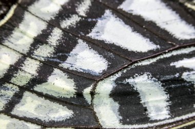 Bir Kelebek Kanadının Yakın Çekim Makrosu 