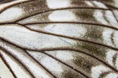 Bir Kelebek Kanadının Yakın Çekim Makrosu 