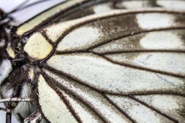 Bir Kelebek Kanadının Yakın Çekim Makrosu 