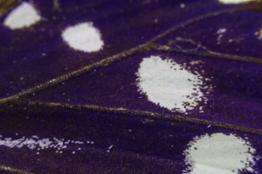 Bir Kelebek Kanadının Yakın Çekim Makrosu 