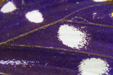 Bir Kelebek Kanadının Yakın Çekim Makrosu 