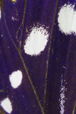 Bir Kelebek Kanadının Yakın Çekim Makrosu 