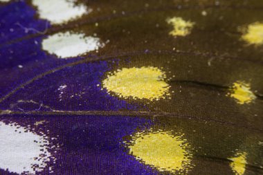 Bir Kelebek Kanadının Yakın Çekim Makrosu 