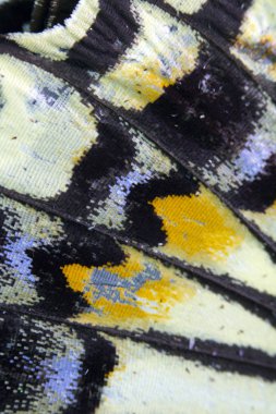 Bir Kelebek Kanadının Yakın Çekim Makrosu 