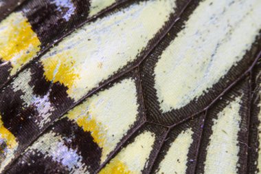 Bir Kelebek Kanadının Yakın Çekim Makrosu 