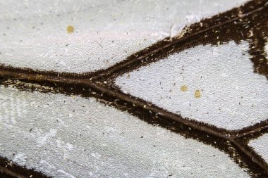 Bir Kelebek Kanadının Yakın Çekim Makrosu 