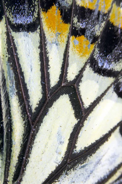 蝶の翼のクローズアップマクロ — ストック写真
