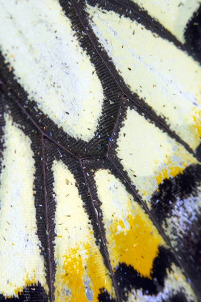 蝶の翼のクローズアップマクロ — ストック写真