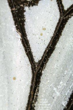 Bir Kelebek Kanadının Yakın Çekim Makrosu 